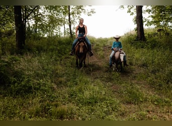 Caballo cuarto de milla, Caballo castrado, 4 años, Buckskin/Bayo