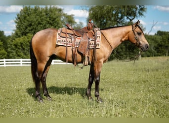Caballo cuarto de milla, Caballo castrado, 4 años, Buckskin/Bayo