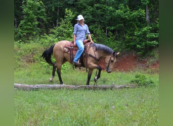 Caballo cuarto de milla, Caballo castrado, 4 años, Buckskin/Bayo