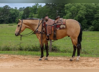 Caballo cuarto de milla, Caballo castrado, 4 años, Buckskin/Bayo