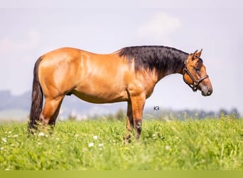 Caballo cuarto de milla, Caballo castrado, 4 años, Buckskin/Bayo