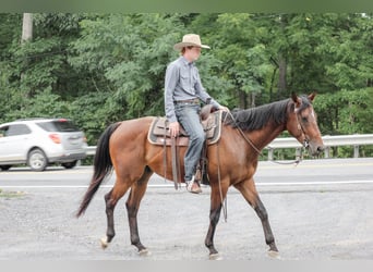 Caballo cuarto de milla, Caballo castrado, 4 años, Castaño rojizo
