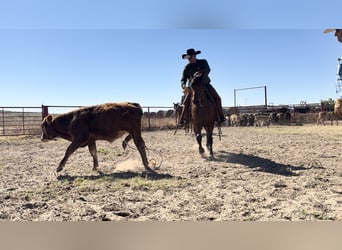 Caballo cuarto de milla, Caballo castrado, 4 años, Castaño rojizo