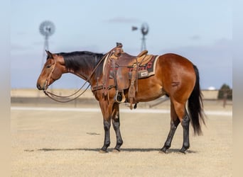 Caballo cuarto de milla, Caballo castrado, 4 años, Castaño rojizo