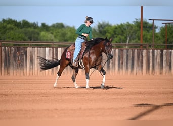 Caballo cuarto de milla, Caballo castrado, 4 años, Castaño rojizo