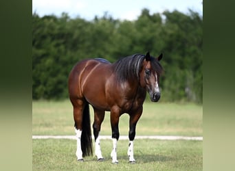 Caballo cuarto de milla, Caballo castrado, 4 años, Castaño rojizo