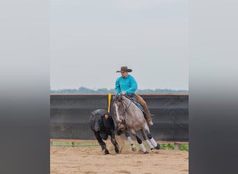 Caballo cuarto de milla, Caballo castrado, 4 años, Castaño-ruano