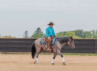 Caballo cuarto de milla, Caballo castrado, 4 años, Castaño-ruano
