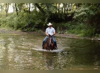 Caballo cuarto de milla, Caballo castrado, 4 años, Castaño-ruano
