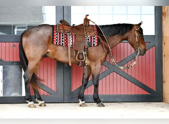 Caballo cuarto de milla, Caballo castrado, 4 años, Castaño-ruano