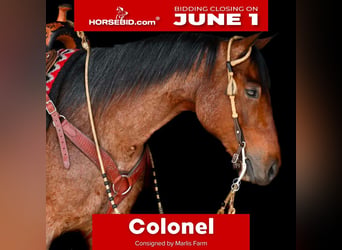 Caballo cuarto de milla, Caballo castrado, 4 años, Castaño-ruano