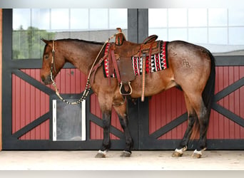 Caballo cuarto de milla, Caballo castrado, 4 años, Castaño-ruano