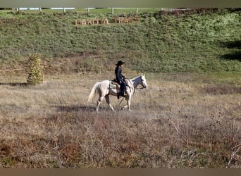 Caballo cuarto de milla, Caballo castrado, 4 años, Cremello