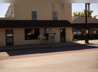Caballo cuarto de milla, Caballo castrado, 4 años, Cremello