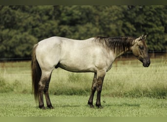 Caballo cuarto de milla, Caballo castrado, 4 años, Grullo