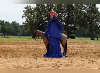 Caballo cuarto de milla, Caballo castrado, 4 años, Grullo