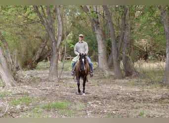 Caballo cuarto de milla, Caballo castrado, 4 años, Negro