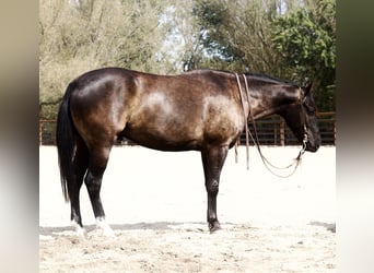 Caballo cuarto de milla, Caballo castrado, 4 años, Negro