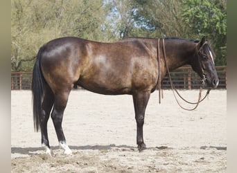 Caballo cuarto de milla, Caballo castrado, 4 años, Negro