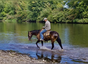 Caballo cuarto de milla, Caballo castrado, 4 años, Negro