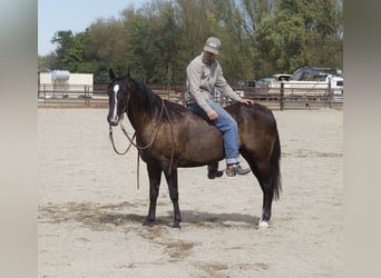Caballo cuarto de milla, Caballo castrado, 4 años, Negro