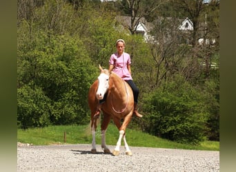 Caballo cuarto de milla, Caballo castrado, 4 años, Palomino