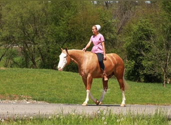Caballo cuarto de milla, Caballo castrado, 4 años, Palomino