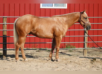 Caballo cuarto de milla, Caballo castrado, 4 años, Palomino