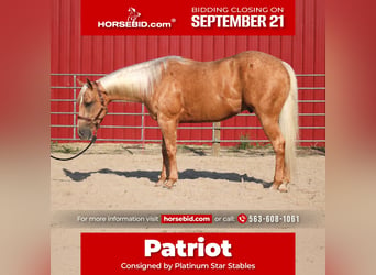 Caballo cuarto de milla, Caballo castrado, 4 años, Palomino