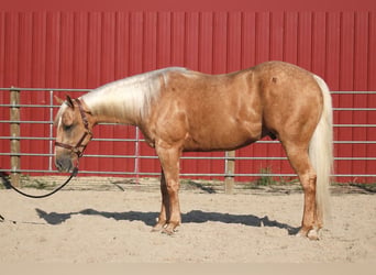 Caballo cuarto de milla, Caballo castrado, 4 años, Palomino