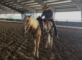 Caballo cuarto de milla, Caballo castrado, 4 años, Palomino