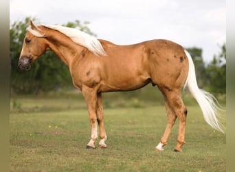 Caballo cuarto de milla, Caballo castrado, 4 años, Palomino