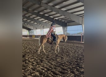 Caballo cuarto de milla, Caballo castrado, 4 años, Palomino