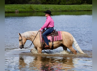 Caballo cuarto de milla, Caballo castrado, 4 años, Palomino