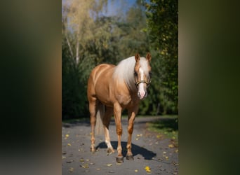 Caballo cuarto de milla, Caballo castrado, 4 años, Palomino