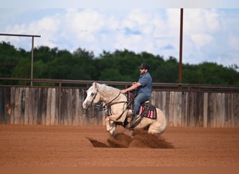 Caballo cuarto de milla, Caballo castrado, 4 años, Palomino