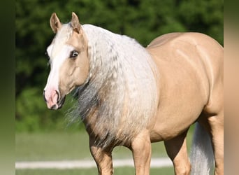 Caballo cuarto de milla, Caballo castrado, 4 años, Palomino