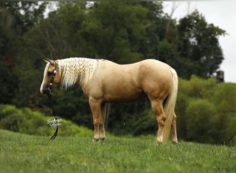 Caballo cuarto de milla, Caballo castrado, 4 años, Palomino