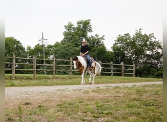 Caballo cuarto de milla, Caballo castrado, 4 años, Pío