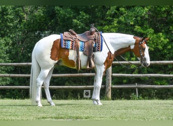Caballo cuarto de milla, Caballo castrado, 4 años, Pío