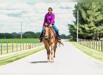 Caballo cuarto de milla, Caballo castrado, 4 años, Red Dun/Cervuno