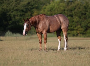 Caballo cuarto de milla, Caballo castrado, 4 años, Ruano alazán