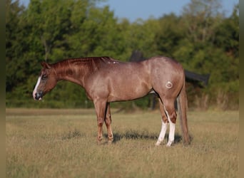 Caballo cuarto de milla, Caballo castrado, 4 años, Ruano alazán