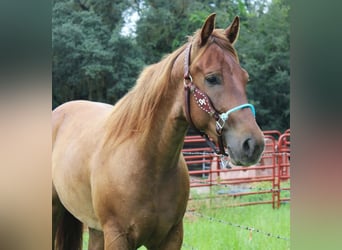 Caballo cuarto de milla, Caballo castrado, 4 años, Ruano alazán