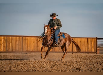 Caballo cuarto de milla, Caballo castrado, 4 años, Ruano alazán