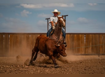Caballo cuarto de milla, Caballo castrado, 4 años, Ruano alazán
