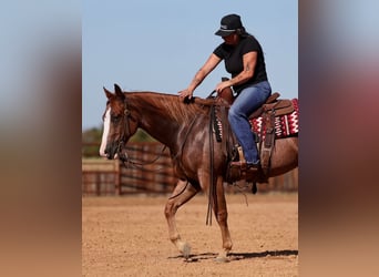 Caballo cuarto de milla, Caballo castrado, 4 años, Ruano alazán