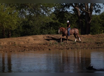 Caballo cuarto de milla, Caballo castrado, 4 años, Ruano alazán