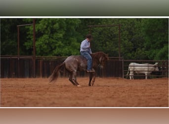 Caballo cuarto de milla, Caballo castrado, 4 años, Ruano alazán