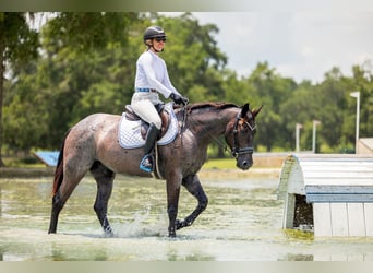Caballo cuarto de milla, Caballo castrado, 4 años, Ruano azulado